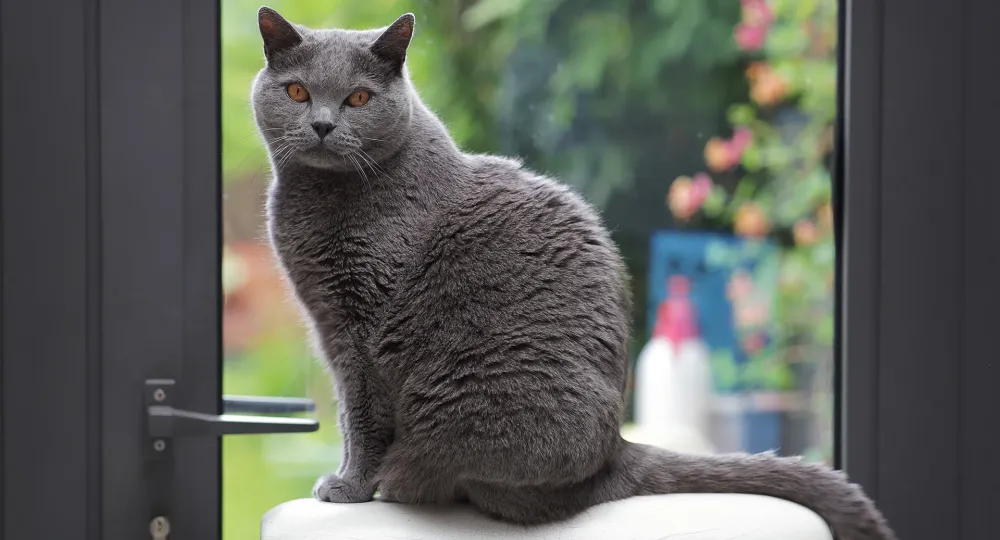 Chartreux à Roquetoire