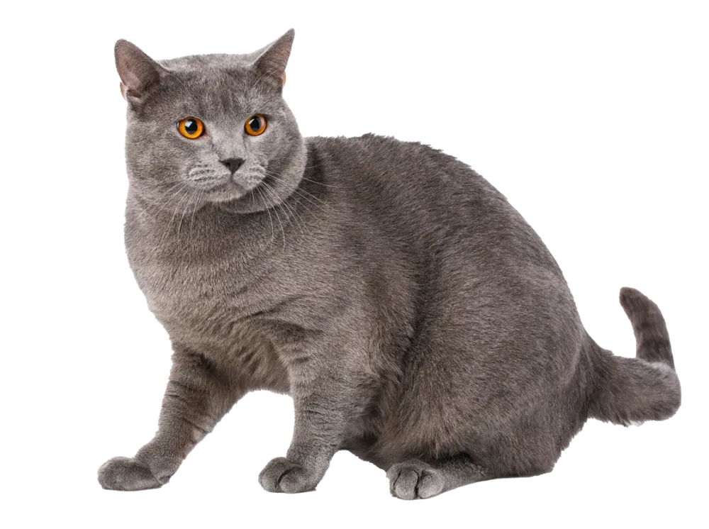chat chartreux fond transparent