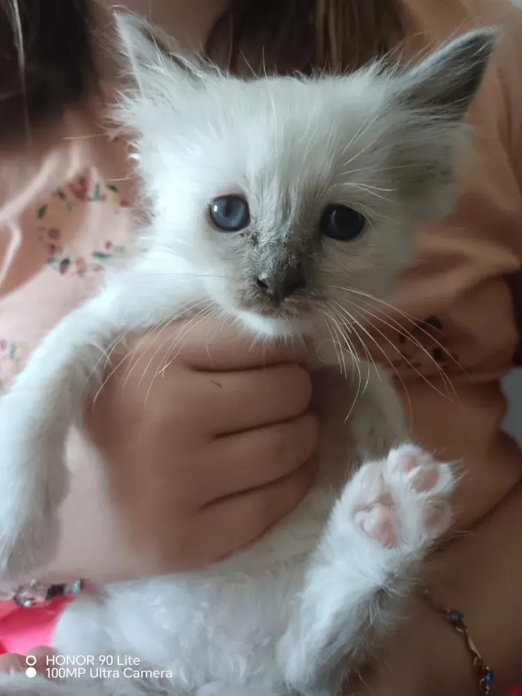 chaton 1