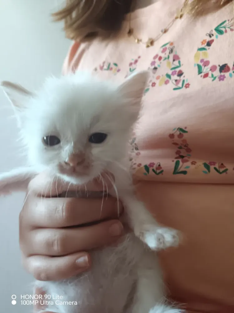 chaton 2