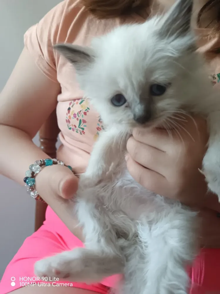 CHATON 3