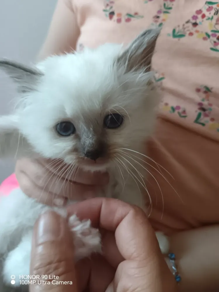 Chaton 4